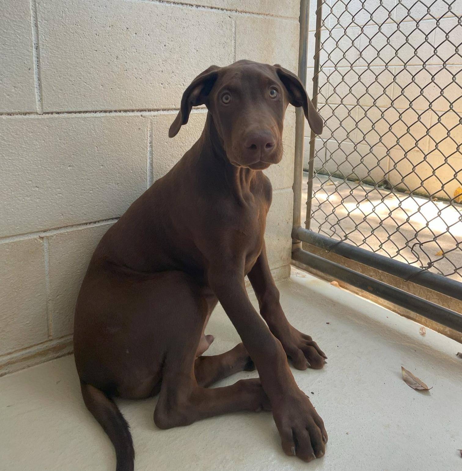 Enlarge Zeus, an adopted mixed breed in Sautee Nacoochee, GA image 2/4