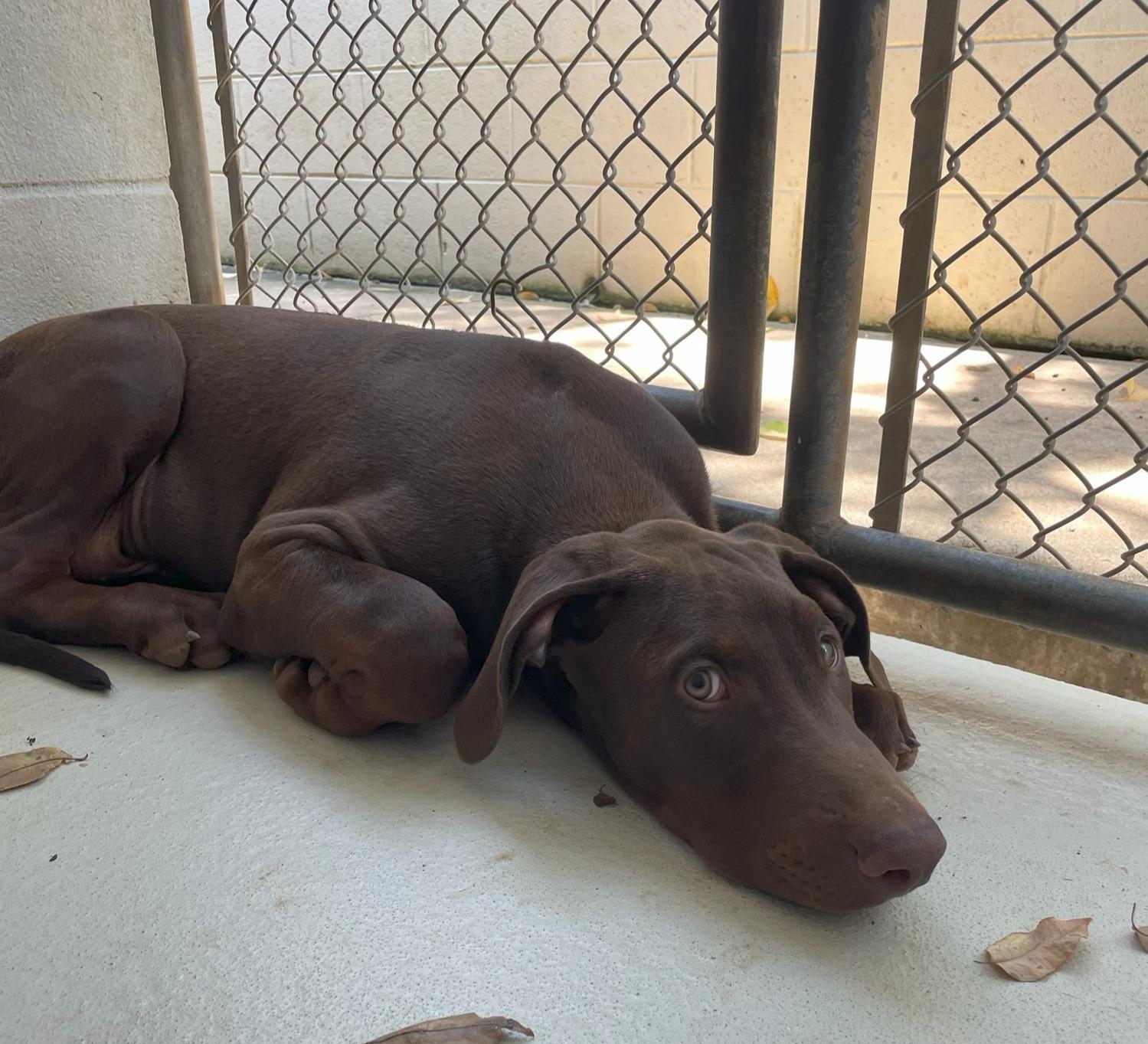 Enlarge Zeus, an adopted mixed breed in Sautee Nacoochee, GA image 4/4