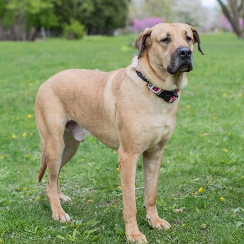 Bam Bam, Adoptable, Young Male Mastiff & Great Dane.