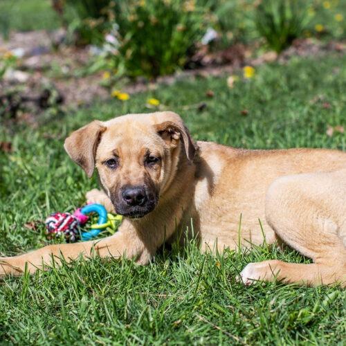 Bam Bam, Adoptable, Young Male Mastiff & Great Dane.