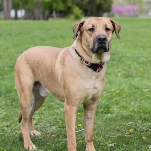 Enlarge Bam Bam, a Adoptable mixed breed in Duart, ON image 2/5