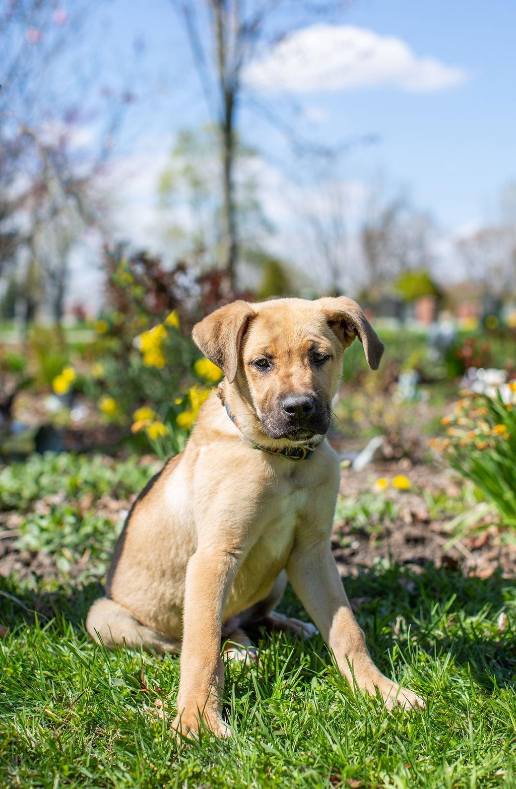 Enlarge Bam Bam, a Adoptable mixed breed in Duart, ON image 2/5