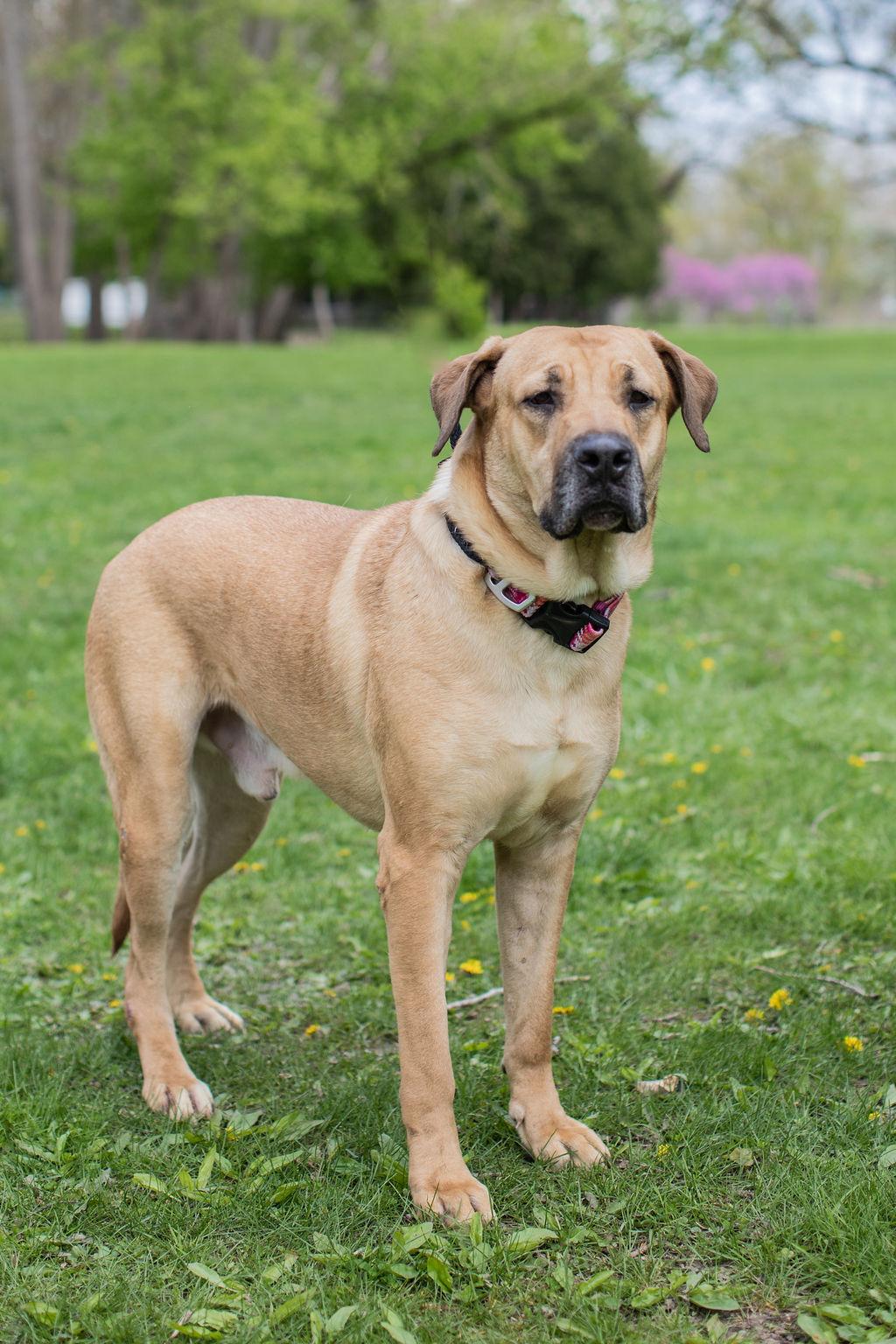 Bam Bam, a Adoptable mixed breed in Duart, ON image 3/5