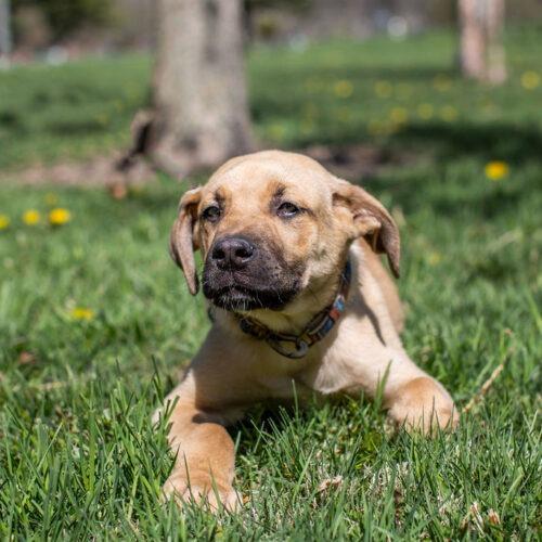 Enlarge Bam Bam, a Adoptable mixed breed in Duart, ON image 4/5