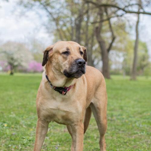 Bam Bam, a Adoptable mixed breed in Duart, ON image 4/5