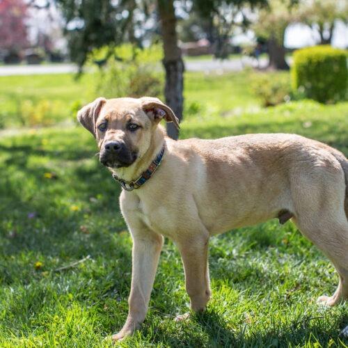 Enlarge Bam Bam, a Adoptable mixed breed in Duart, ON image 5/5