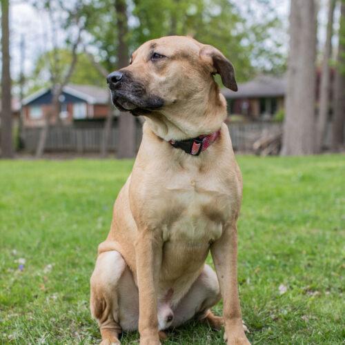 Bam Bam, a Adoptable mixed breed in Duart, ON image 5/5