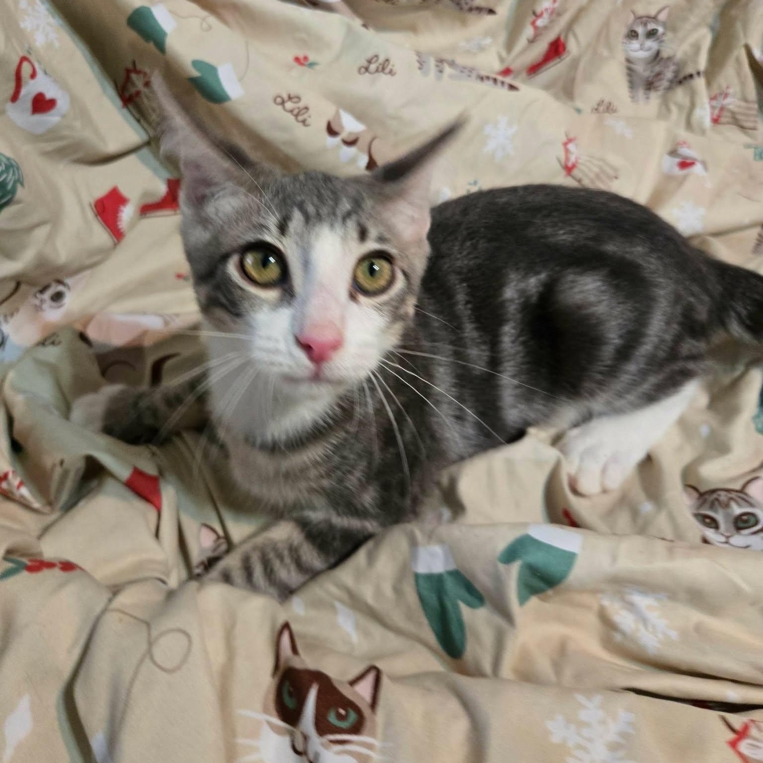Sprout, a ADOPTABLE Domestic Short Hair in Sewell, NJ image 2/3