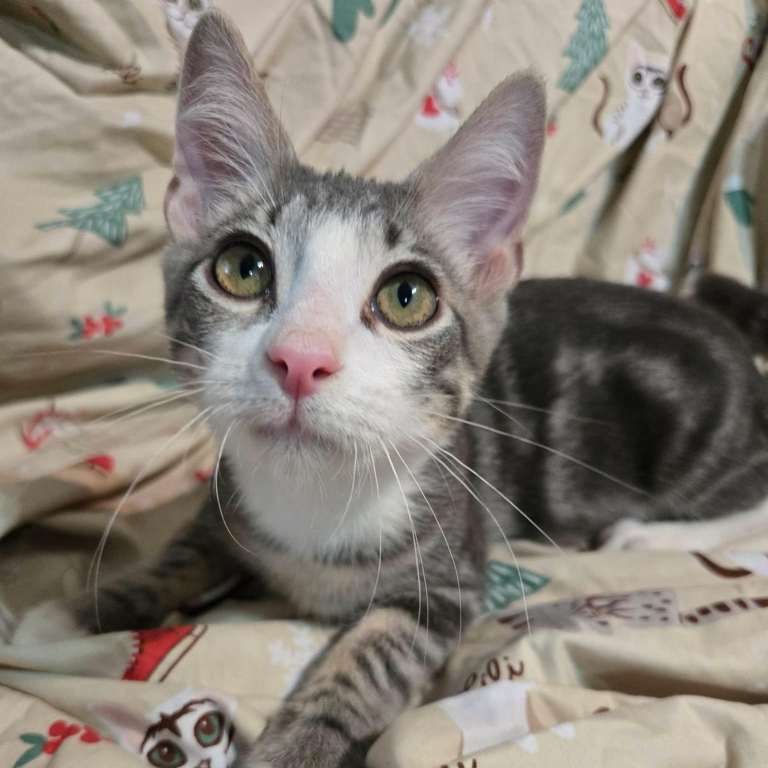 Sprout, ADOPTABLE, Kitten Male Domestic Short Hair.