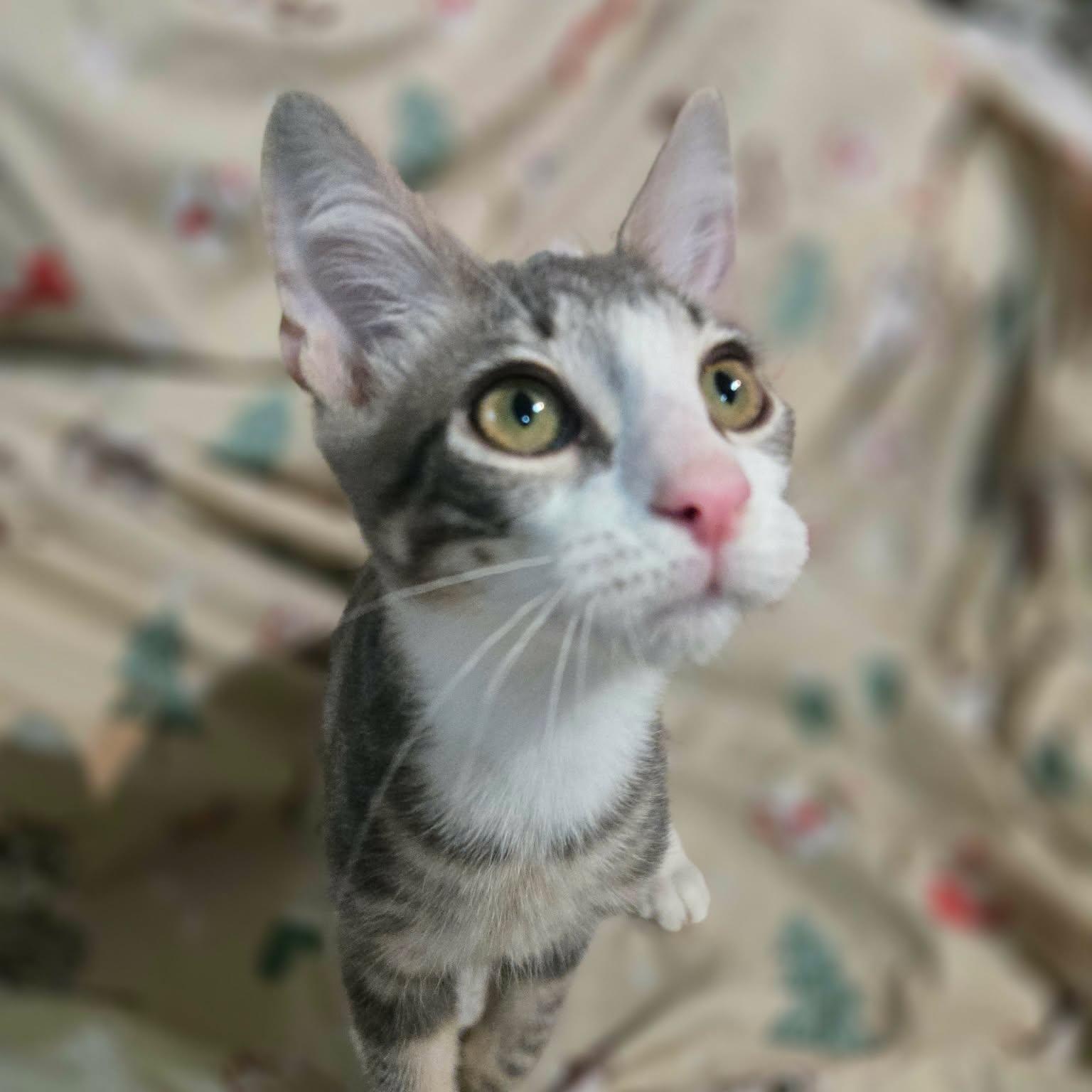 Sprout, a ADOPTABLE Domestic Short Hair in Sewell, NJ image 3/3