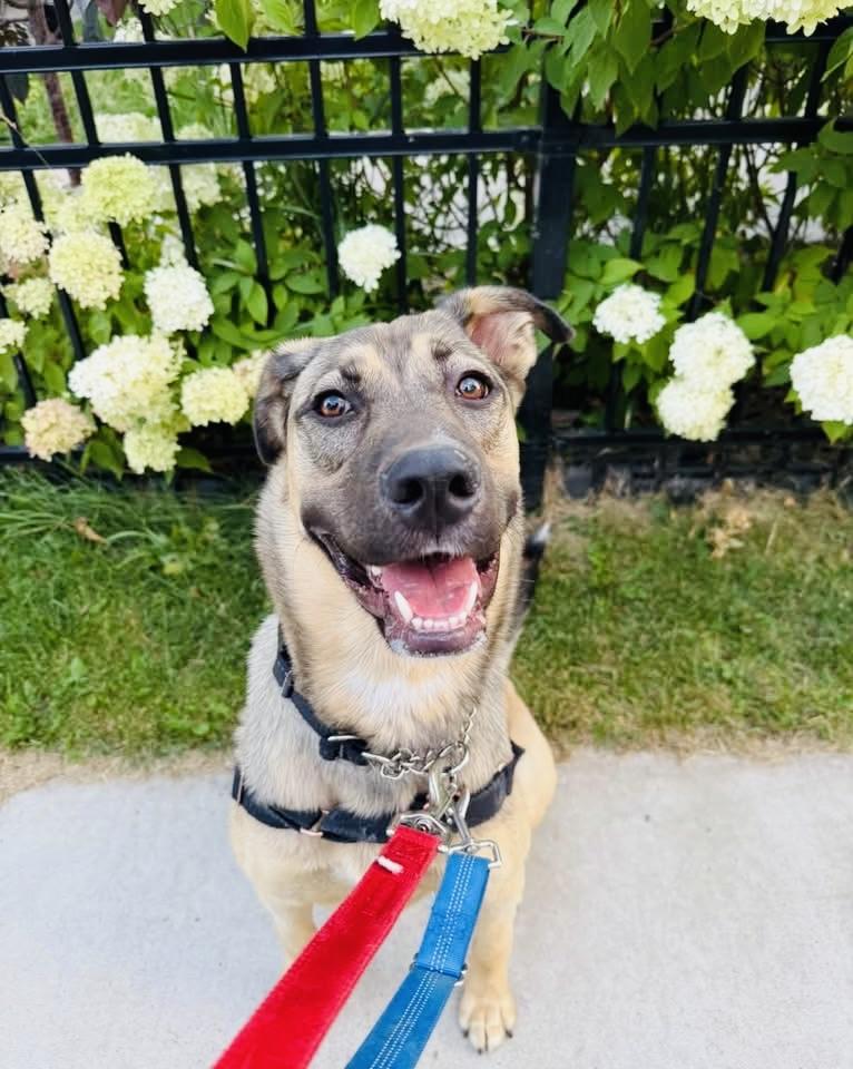 Enlarge Selma, a Adoptable mixed breed in Edmonton, AB image 6/6
