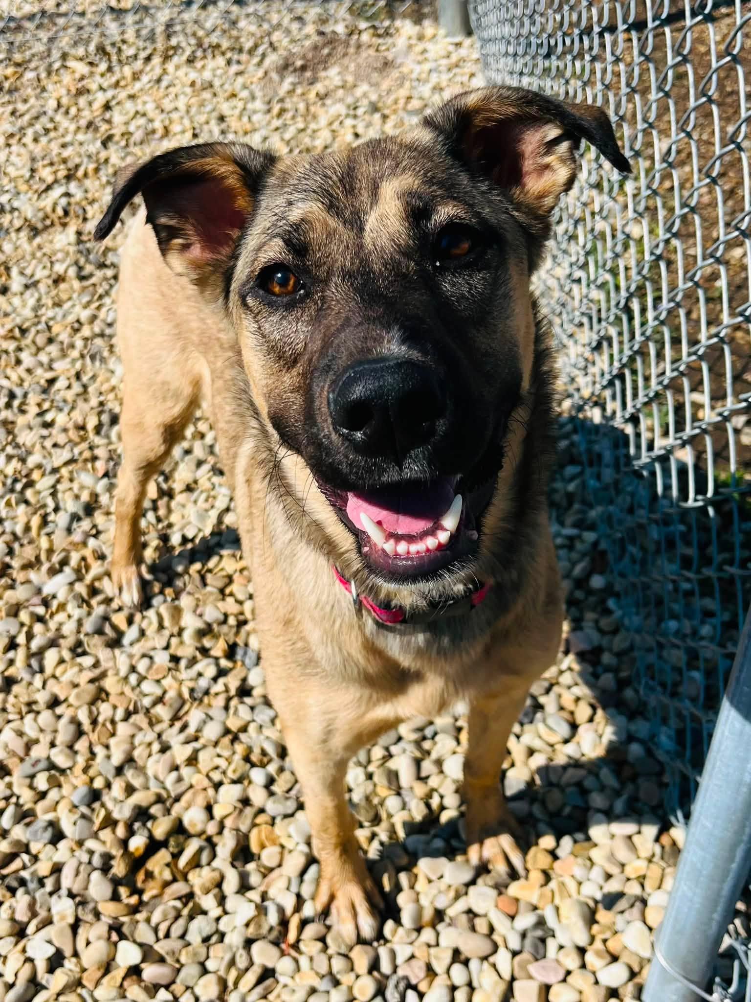 Sellma, ADOPTABLE, Young Female German Shepherd Dog.
