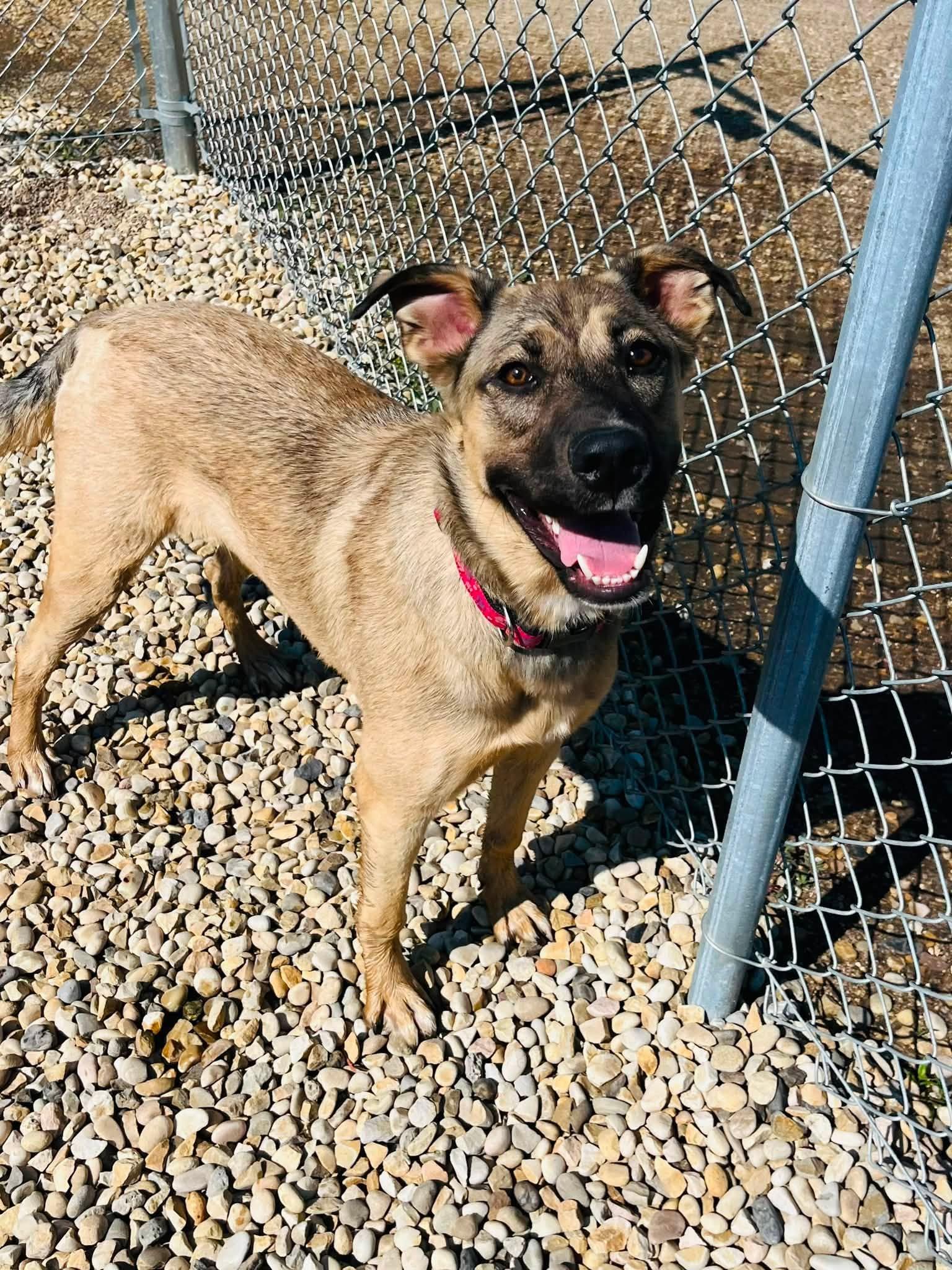 Sellma, a ADOPTABLE mixed breed in Edmonton, AB image 3/3
