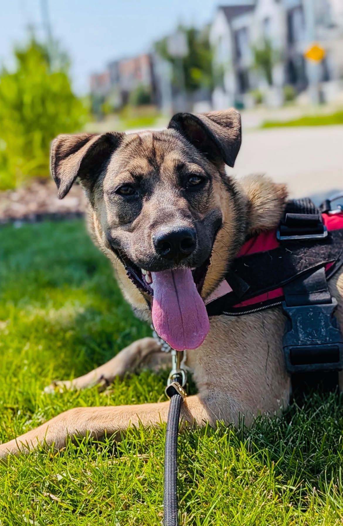 Sellma, a ADOPTABLE mixed breed in Edmonton, AB image 1/5