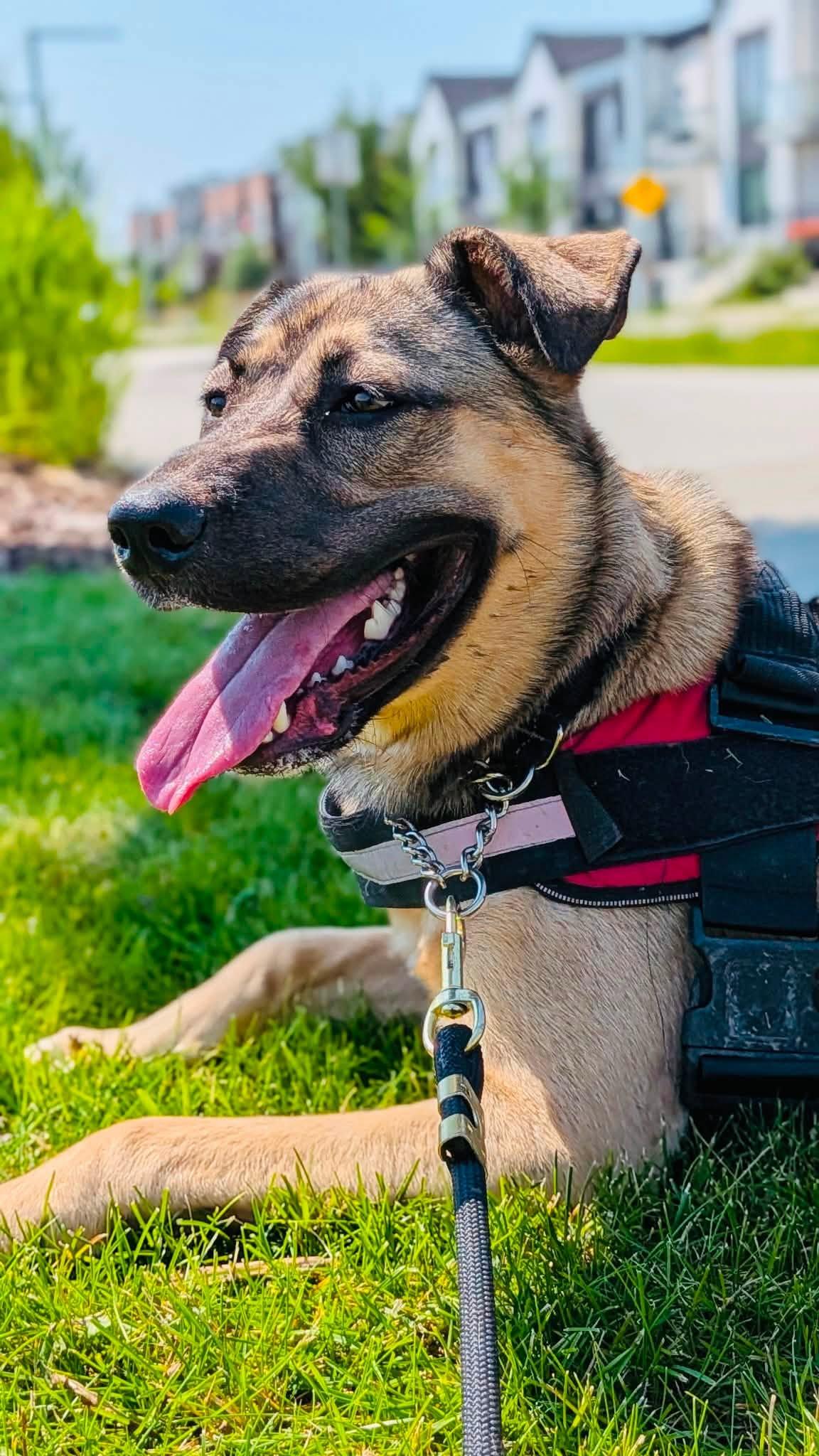 Sellma, a ADOPTABLE mixed breed in Edmonton, AB image 5/5