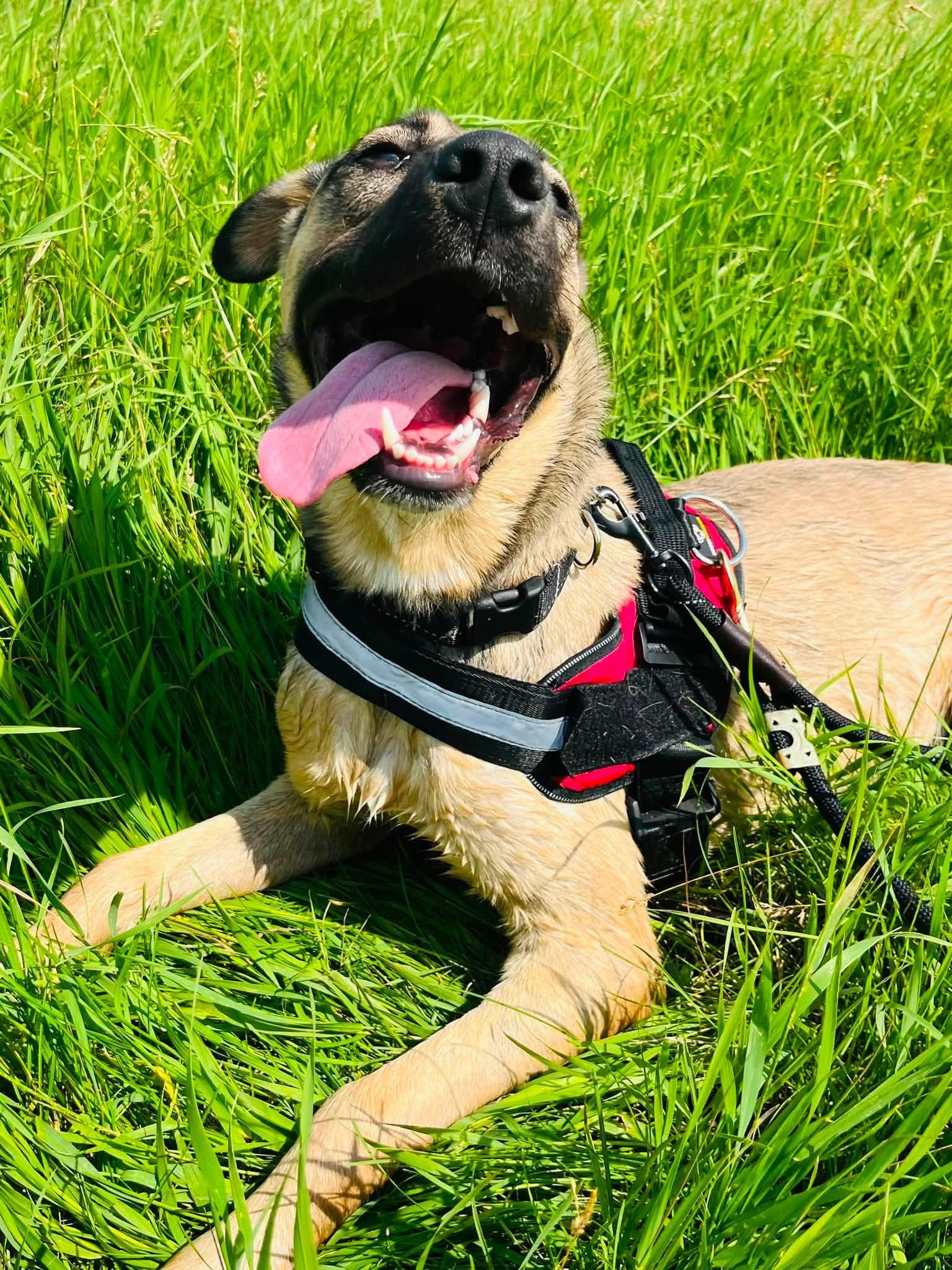 Sellma, a ADOPTABLE mixed breed in Edmonton, AB image 2/3