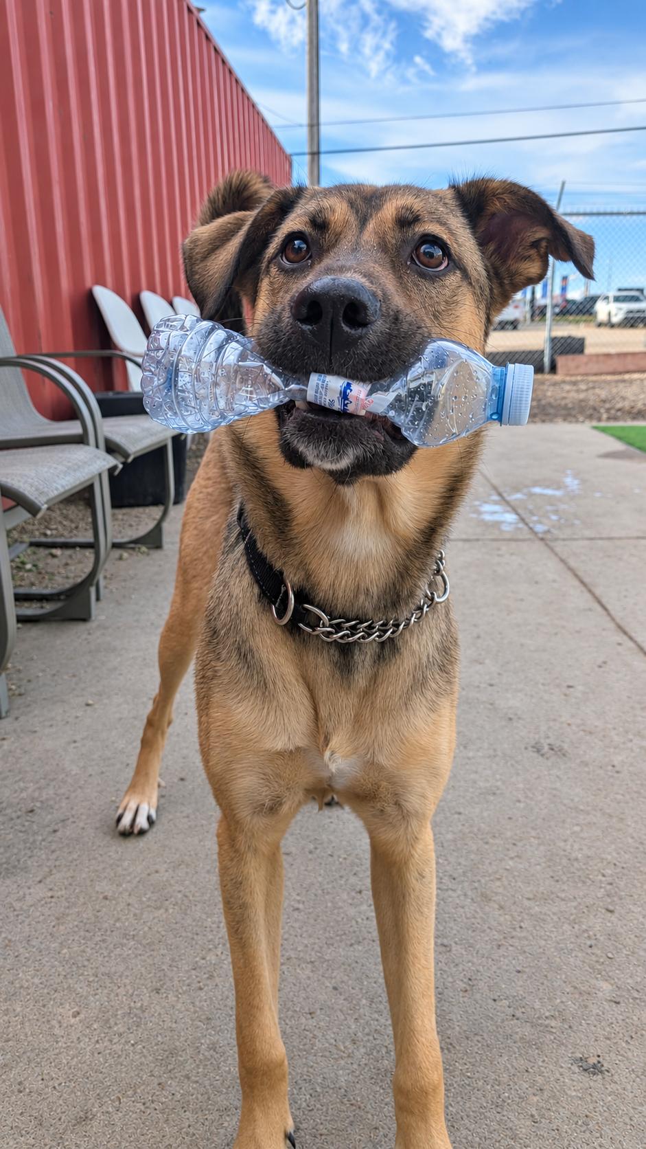 Enlarge Selma, a Adoptable mixed breed in Edmonton, AB image 5/6