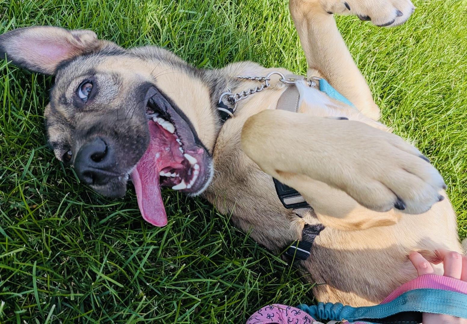 Enlarge Selma, a Adoptable mixed breed in Edmonton, AB image 2/6
