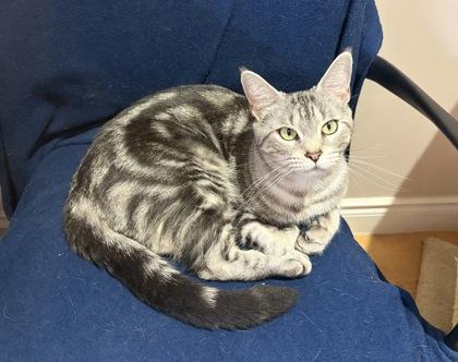 Jasmine, ADOPTABLE, Adult Female Domestic Short Hair.