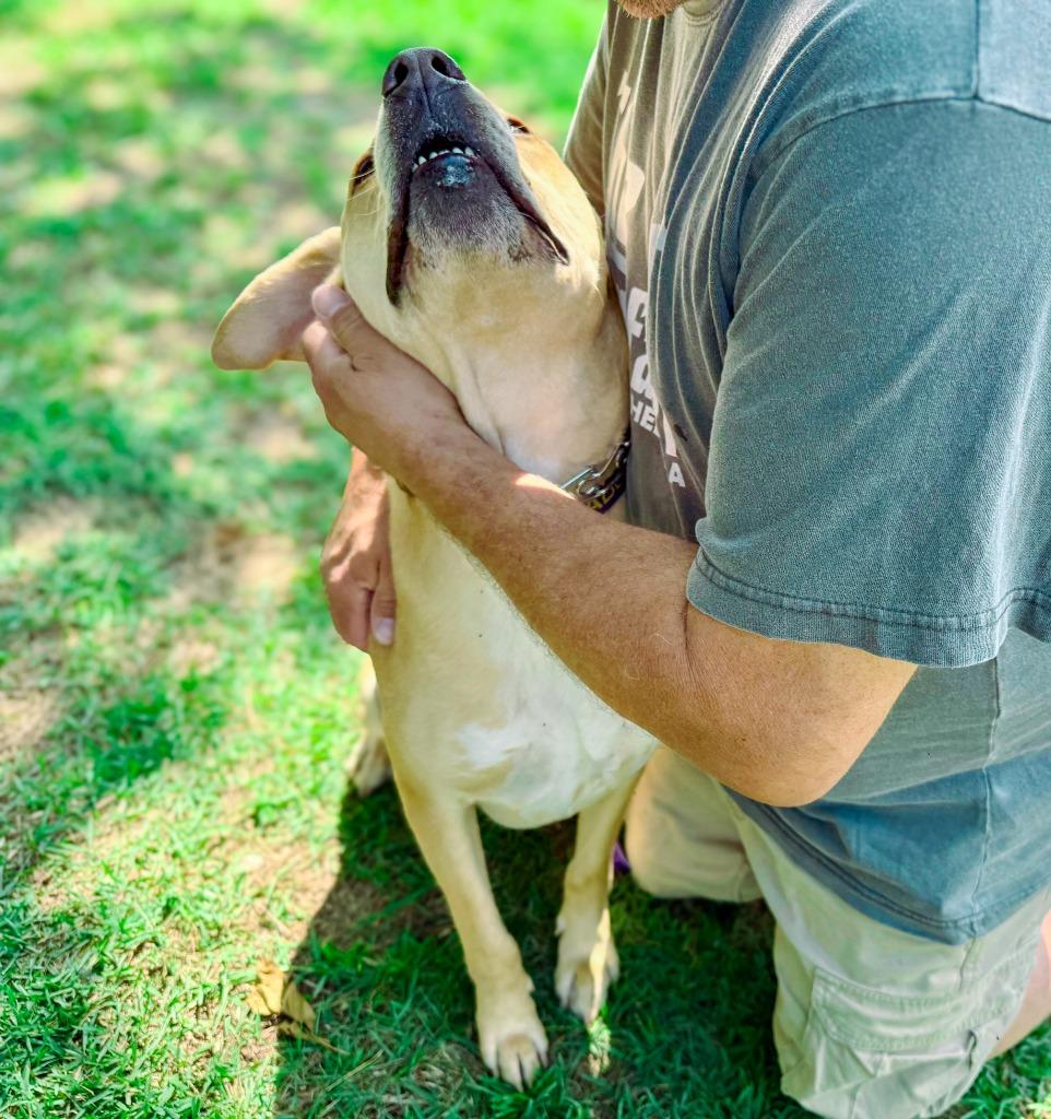 Guacamole aka Scooby, a Adoptable mixed breed in Macon, GA image 1/6
