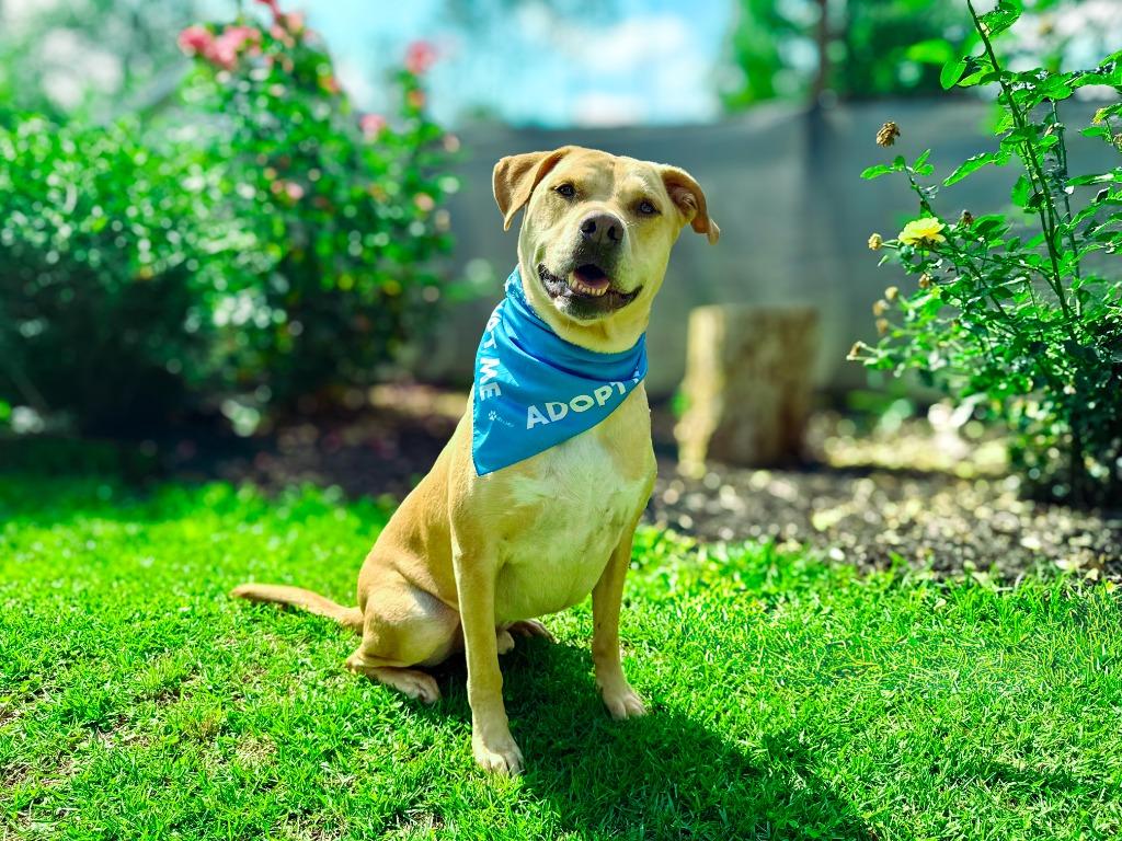 Guacamole aka Scooby, a Adoptable mixed breed in Macon, GA image 2/6