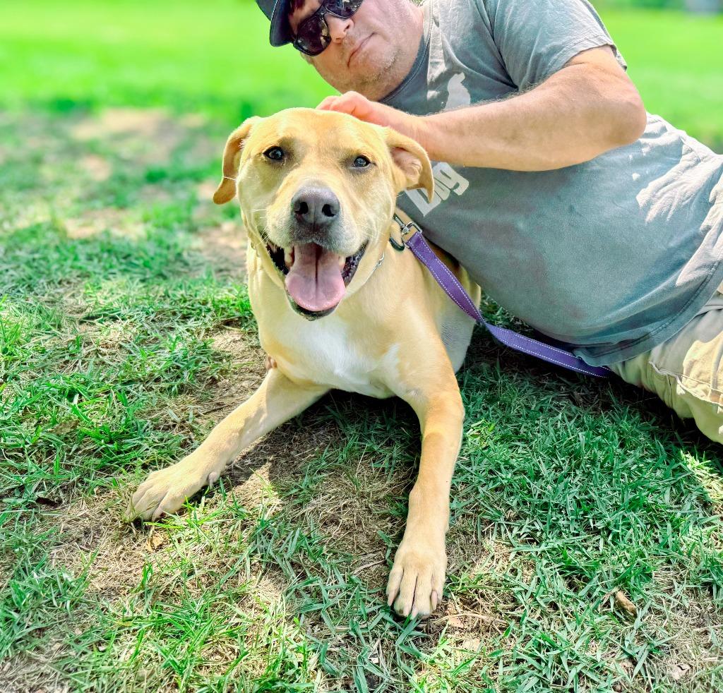 Guacamole aka Scooby, a Adoptable mixed breed in Macon, GA image 4/6