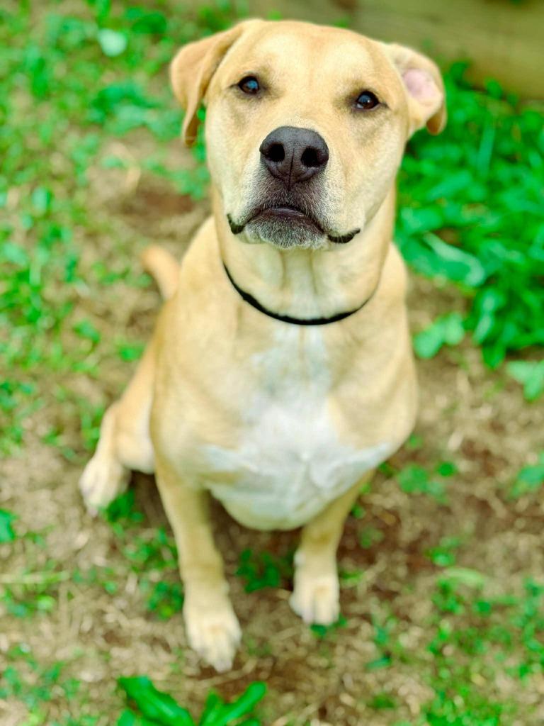 Guacamole aka Scooby, a Adoptable mixed breed in Macon, GA image 3/6