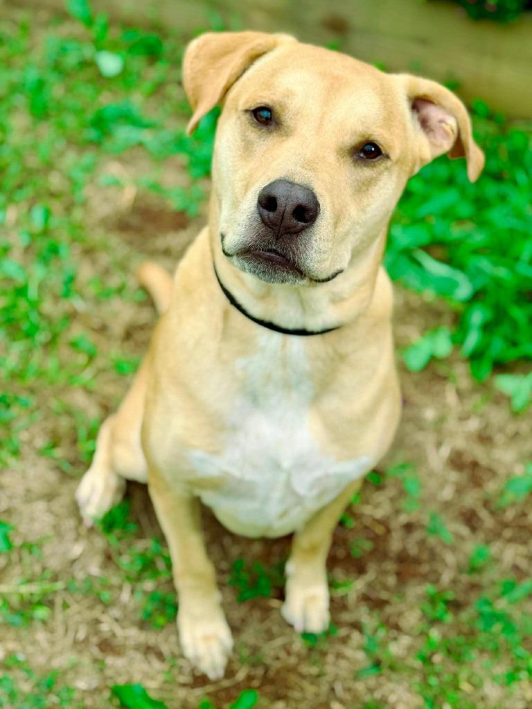 Enlarge Guacamole aka Scooby, a Adoptable mixed breed in Macon, GA image 2/6
