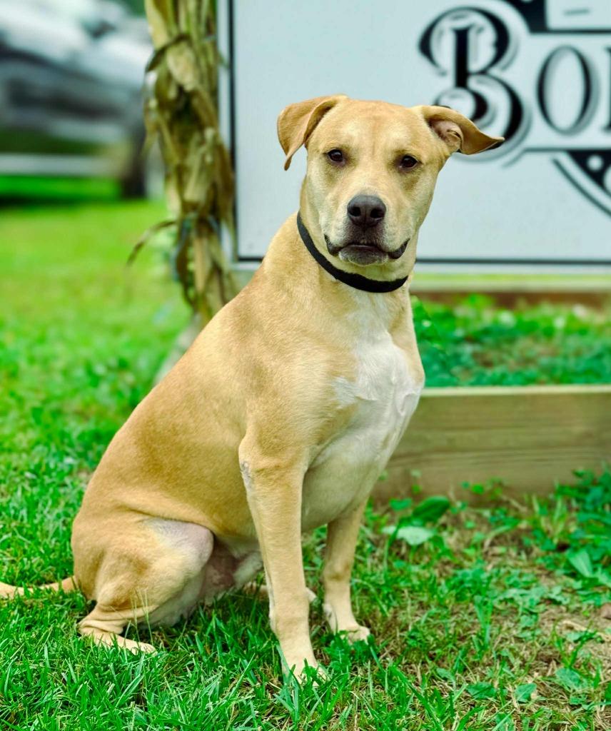 Enlarge Guacamole aka Scooby, a Adoptable mixed breed in Macon, GA image 3/6