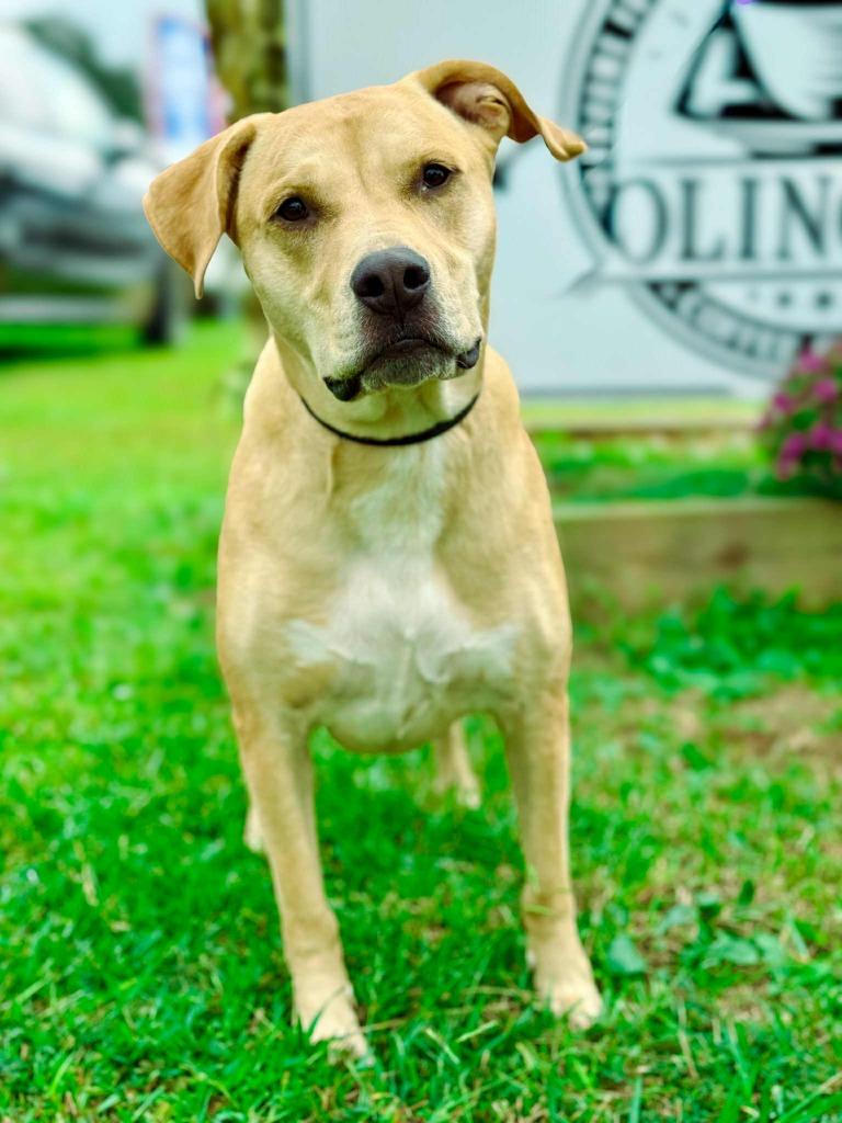 Enlarge Guacamole aka Scooby, a Adoptable mixed breed in Macon, GA image 4/6