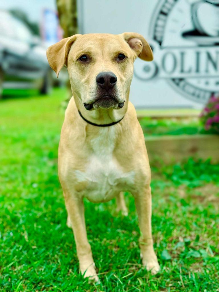Guacamole aka Scooby, a Adoptable mixed breed in Macon, GA image 6/6