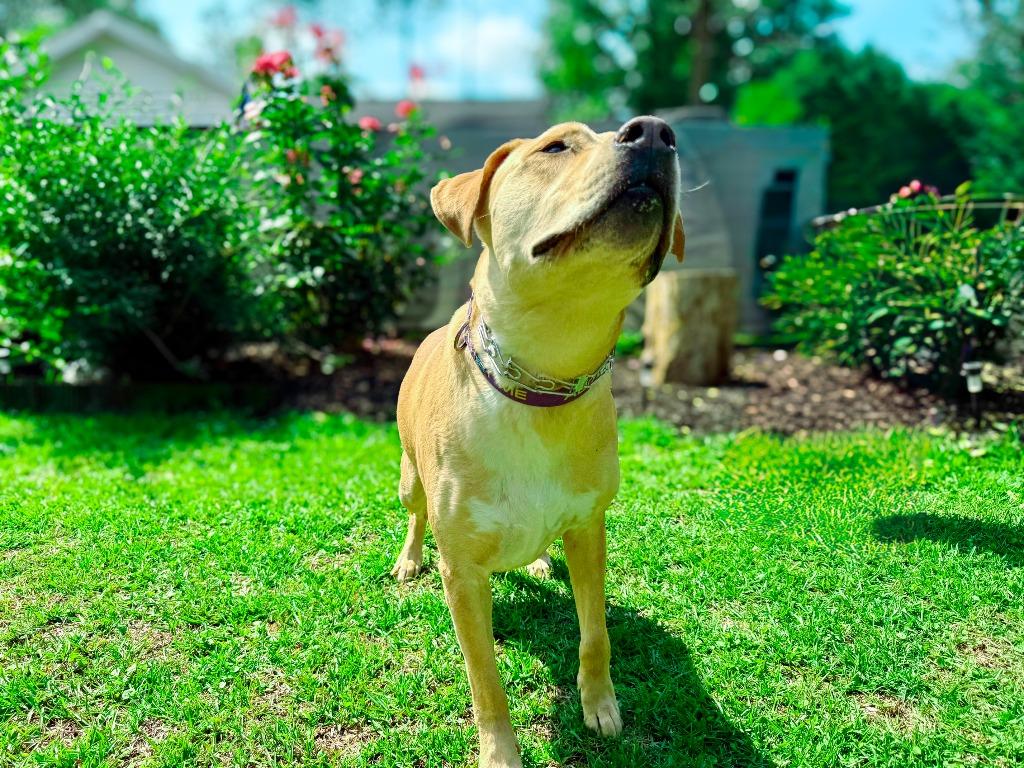 Guacamole aka Scooby, a Adoptable mixed breed in Macon, GA image 6/6