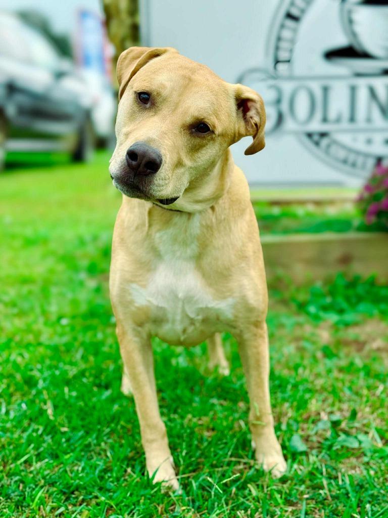 Enlarge Guacamole aka Scooby, a Adoptable mixed breed in Macon, GA image 6/6
