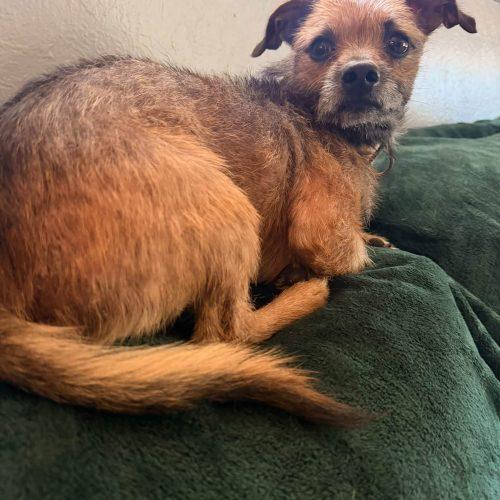 Enlarge Kare-Bear, a Adopted mixed breed in Edmond, OK image 2/6