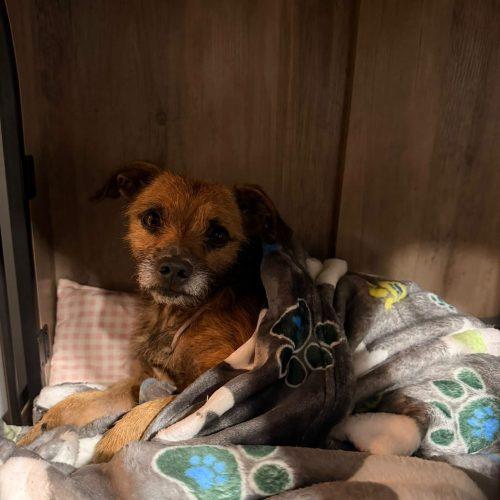 Enlarge Kare-Bear, a Adopted mixed breed in Edmond, OK image 3/6