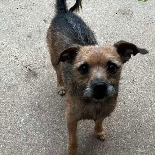 Enlarge Kare-Bear, a Adopted mixed breed in Edmond, OK image 5/6