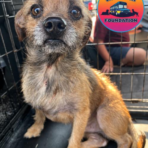 Enlarge Kare-Bear, a Adopted mixed breed in Edmond, OK image 6/6
