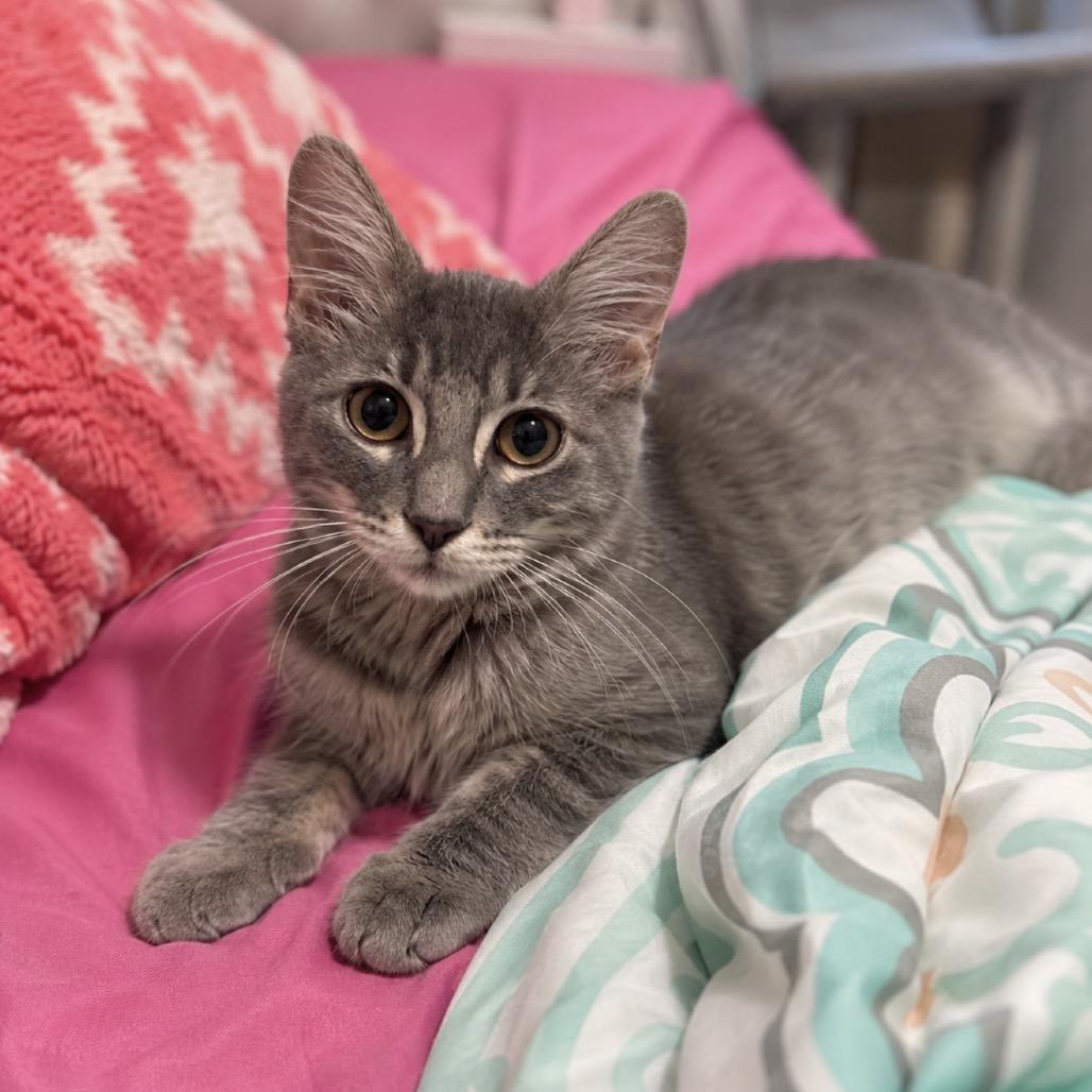 Dasie, Adoptable, Kitten Female Domestic Short Hair.