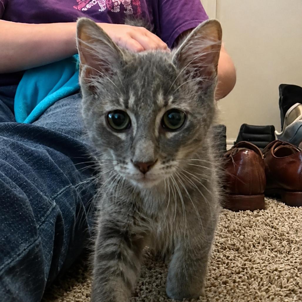 Dasie, a Adoptable Domestic Short Hair in Missouri City, TX image 2/2