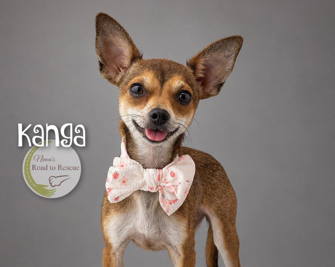 Kanga, Adoptable, Adult Female Chihuahua.