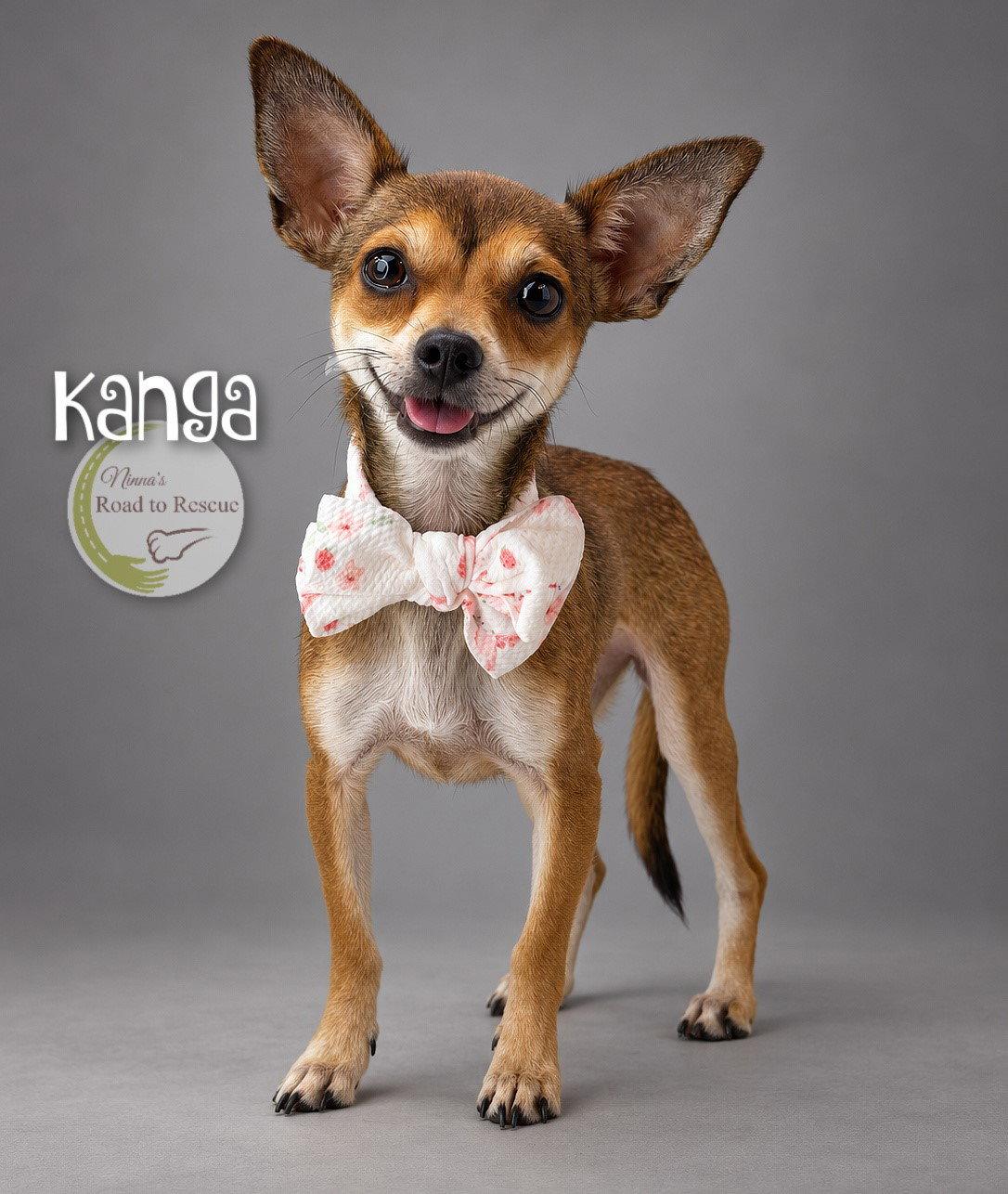 Enlarge Kanga, a Adoptable Chihuahua in Benton, LA image 2/2