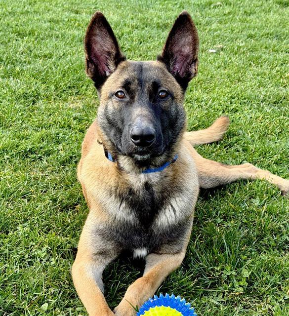 DOGGY MCDOGFACE, Adoptable, Adult Male Belgian Shepherd / Malinois.