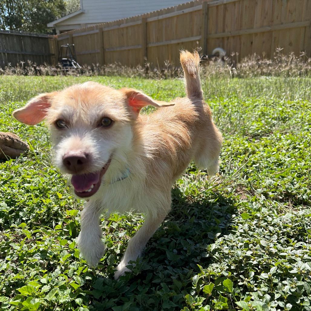 Enlarge Cheddar, a Adoptable mixed breed in San Antonio, TX image 1/6