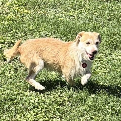 Enlarge Cheddar, a Adoptable mixed breed in San Antonio, TX image 2/6
