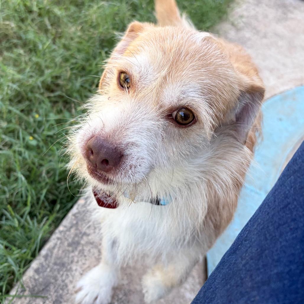 Enlarge Cheddar, a Adoptable mixed breed in San Antonio, TX image 3/6