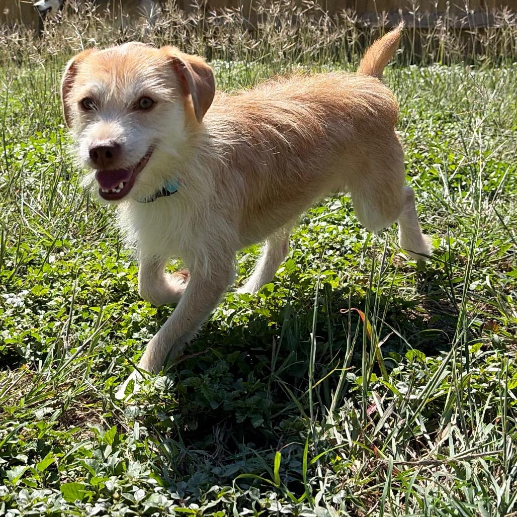 Enlarge Cheddar, a Adoptable mixed breed in San Antonio, TX image 4/6