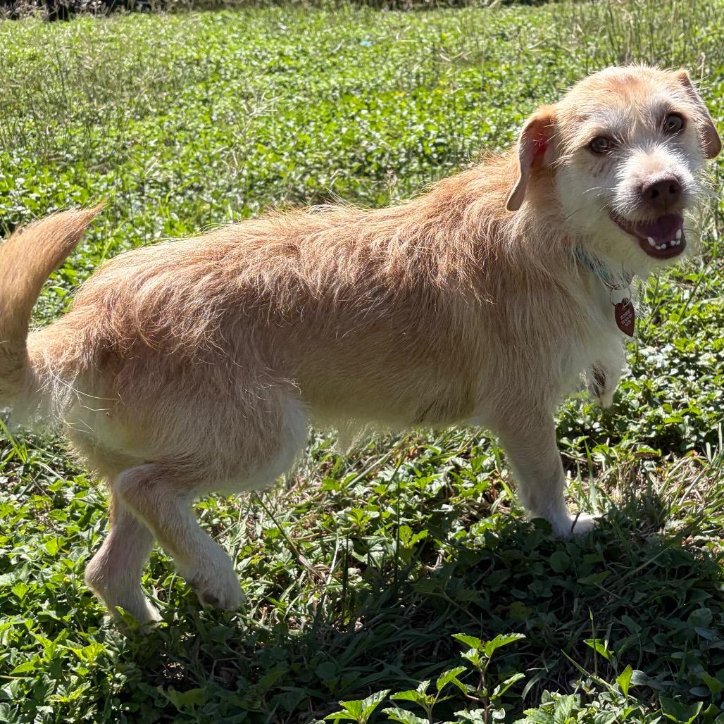 Enlarge Cheddar, a Adoptable mixed breed in San Antonio, TX image 5/6