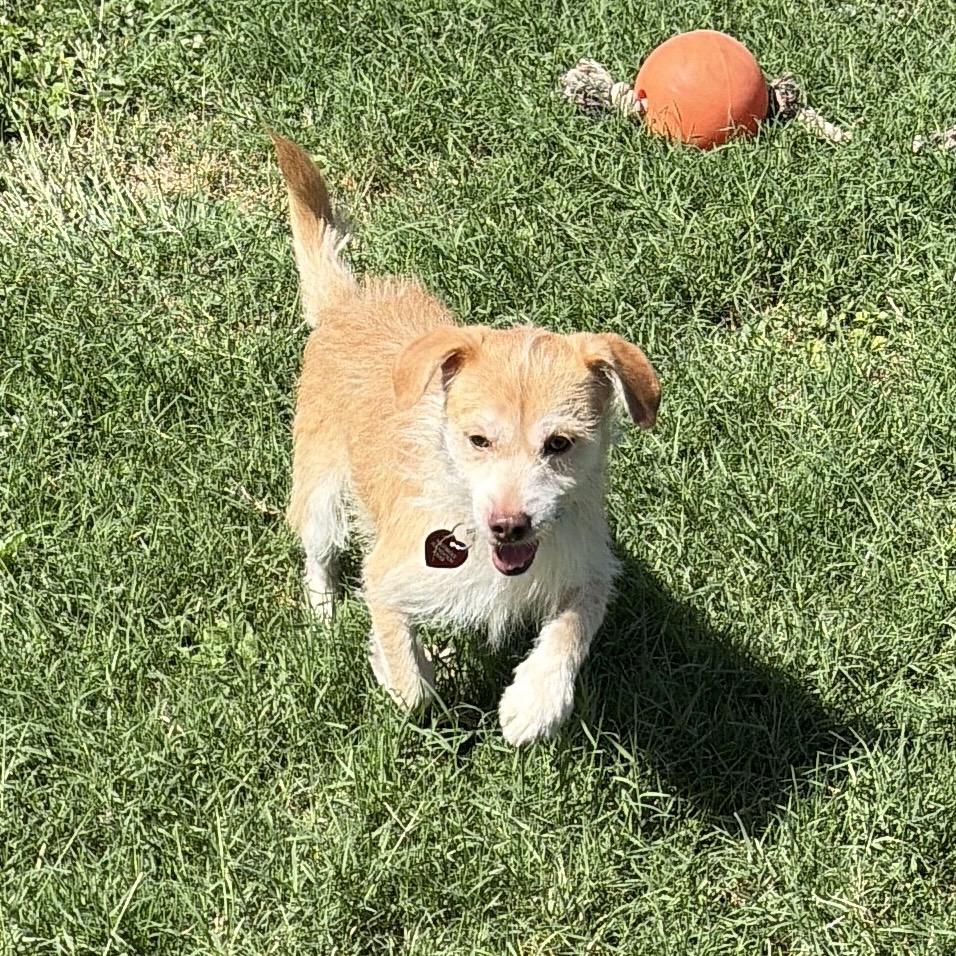 Enlarge Cheddar, a Adoptable mixed breed in San Antonio, TX image 6/6