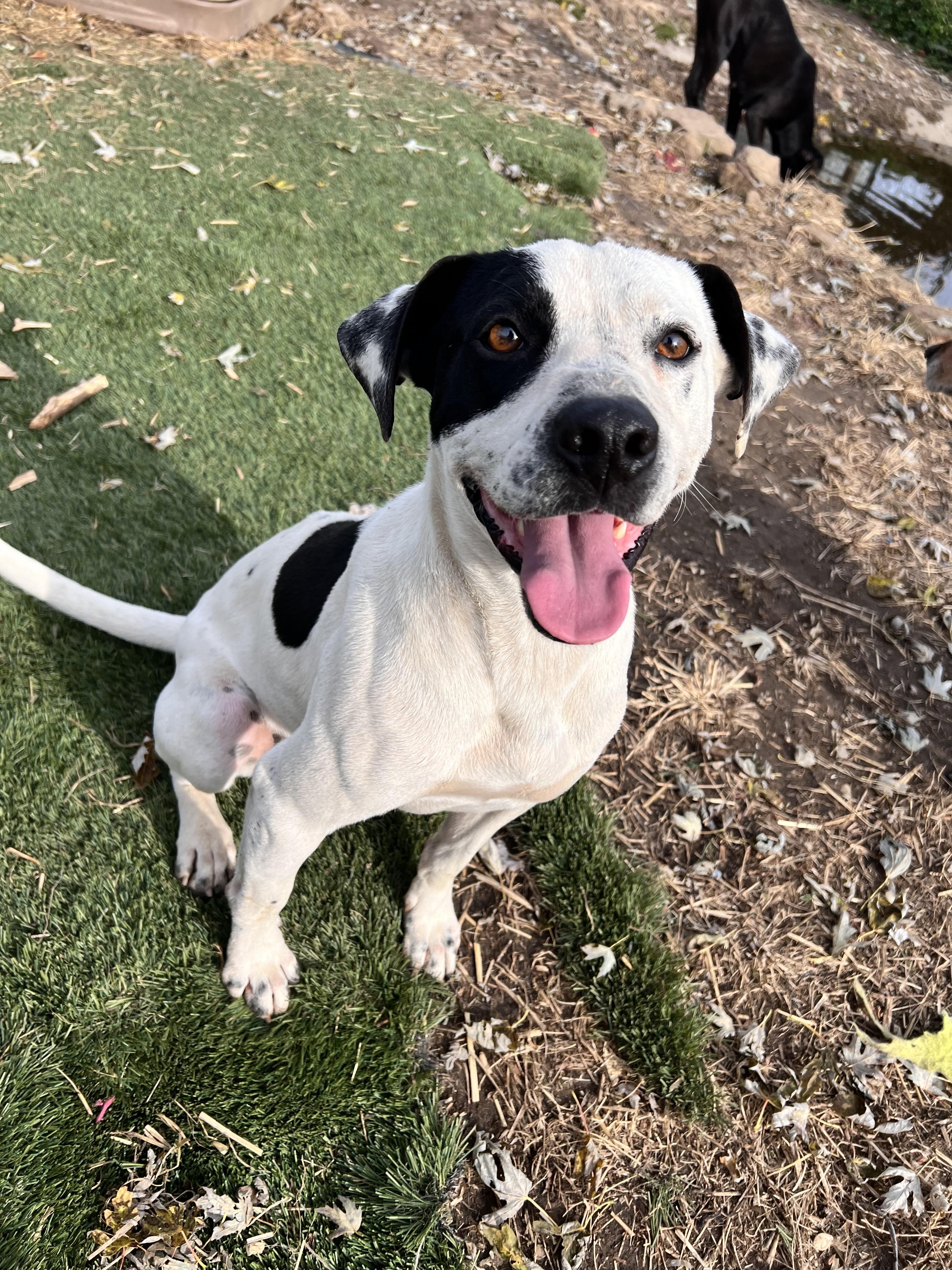 Sal, Adoptable, Adult Male Staffordshire Bull Terrier.