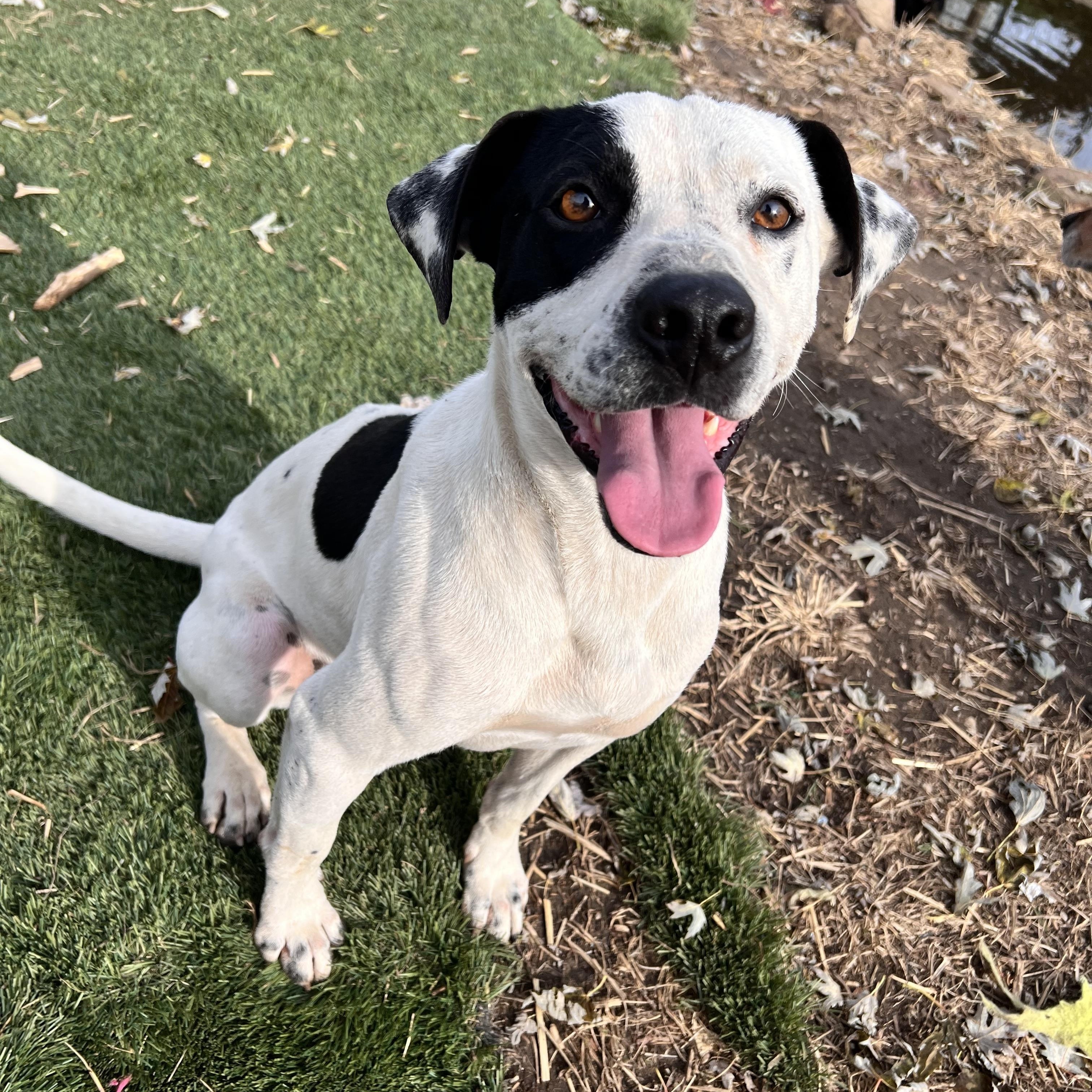 Enlarge Sal, a Adoptable mixed breed in Tracy City , TN image 1/3
